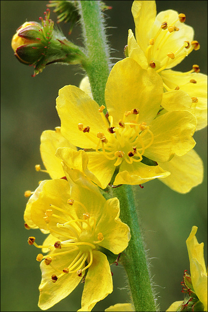 Agrimonia Eupatoria medicinal Agrimony Go Botany Agrimonia Eupatoria medicinal Agrimony Go Botany