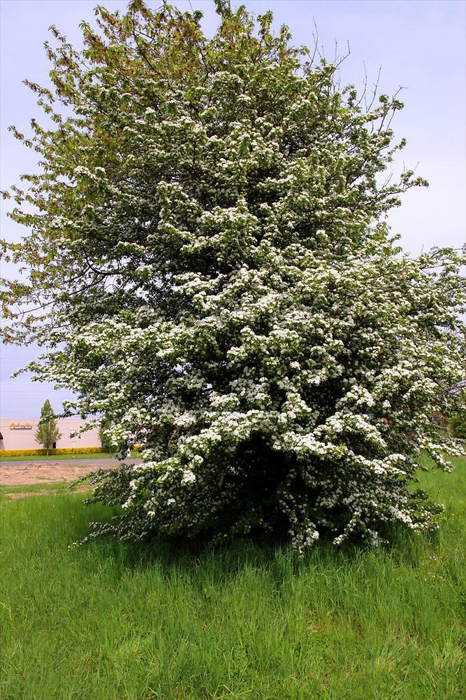 Crataegus Monogyna one seeded Hawthorn Go Botany