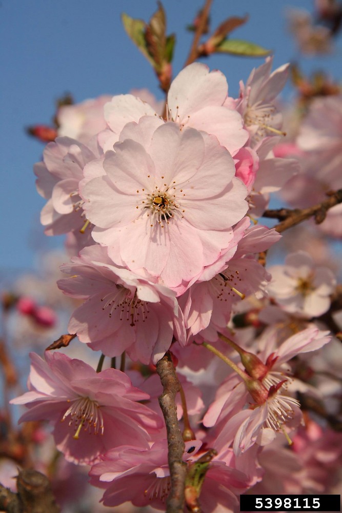  25 Japanese Flowering Cherry Blossom Tree Seeds