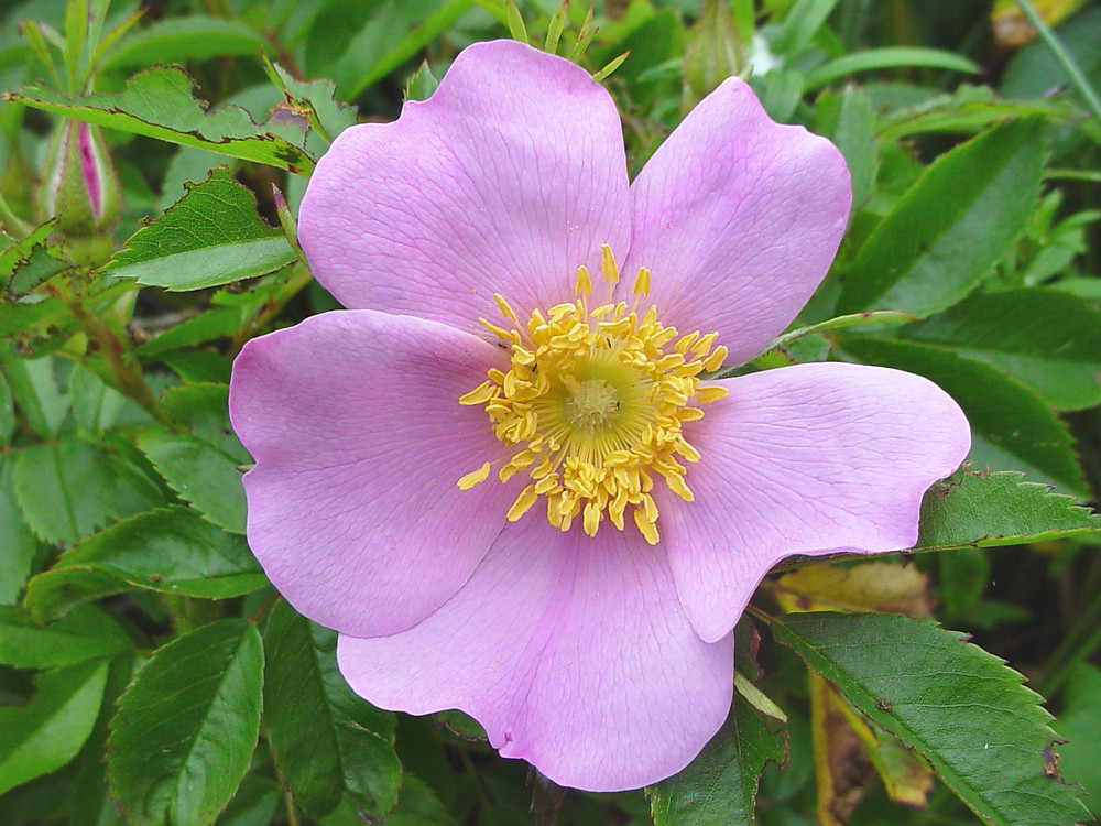 rosa virginiana fl gmittelhauser