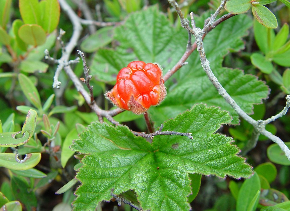 Resultado de imagen de Rubus chamaemorus