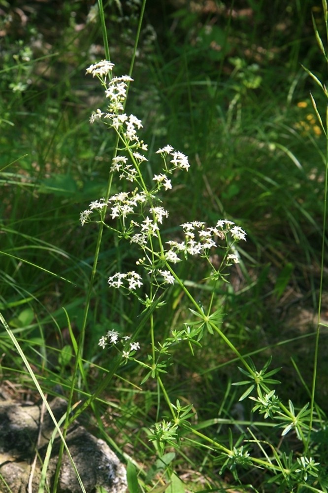 Galium Galium