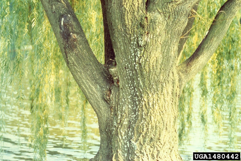 Willow Tree Guide, Salix spp.