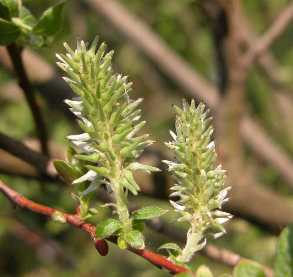 Salix Aurita eared Willow Go Botany