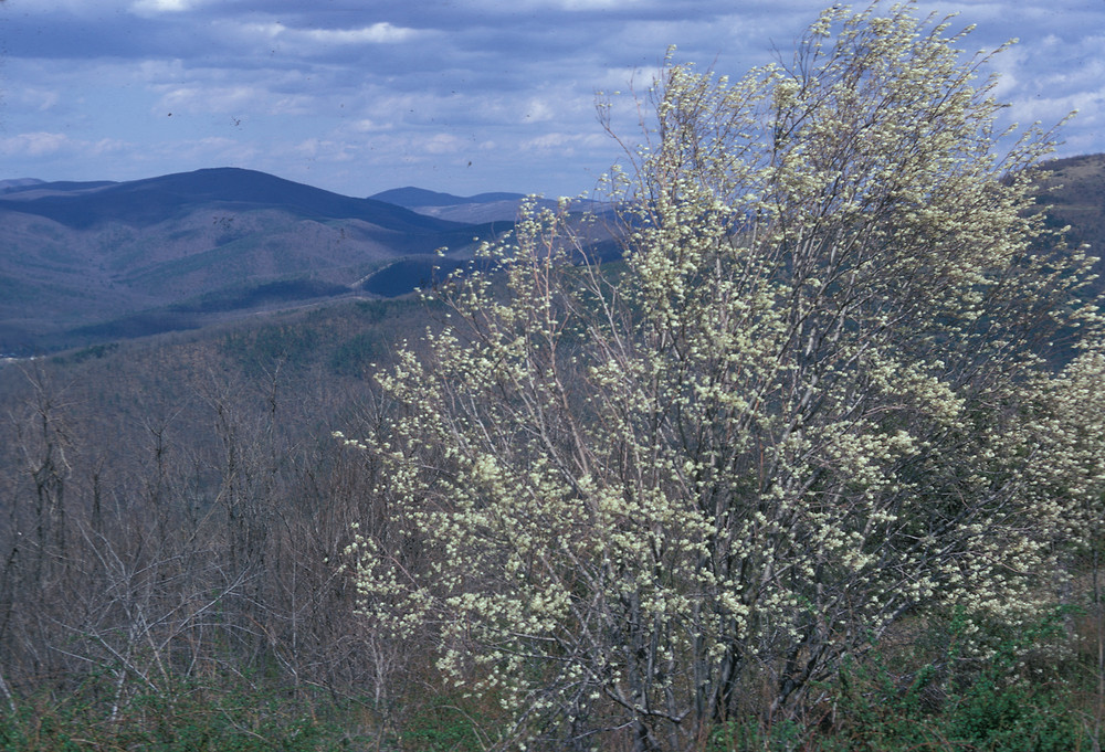 Salix discolor (pussy willow): Go Botany