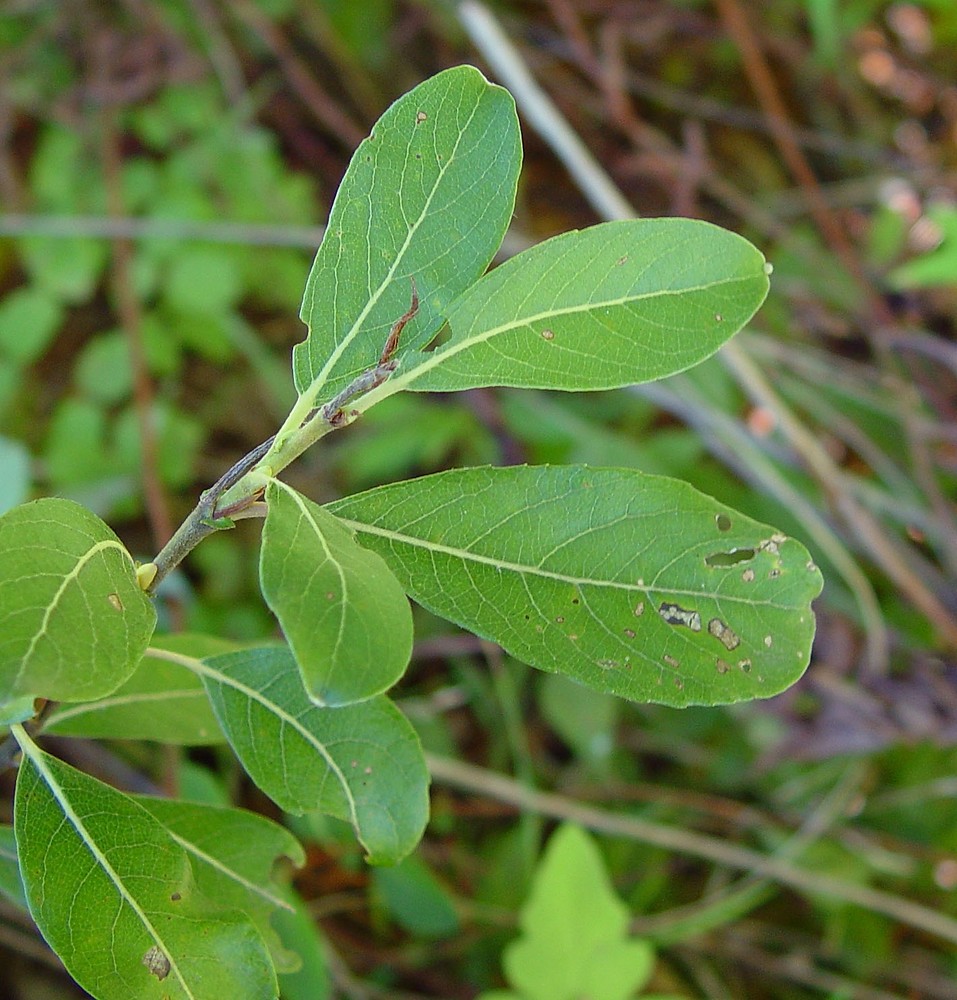 willows leaves