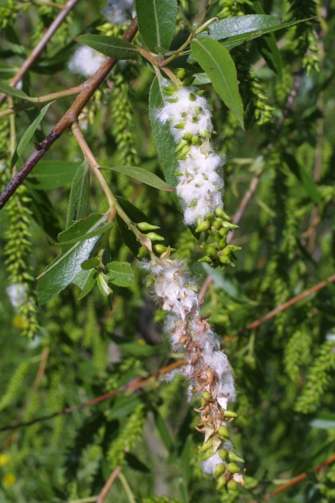 black willow tree