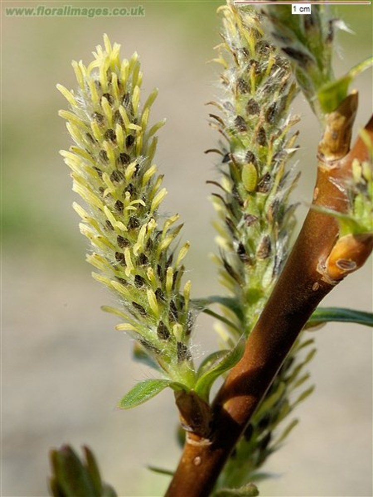 Salix Viminalis osier Willow Go Botany