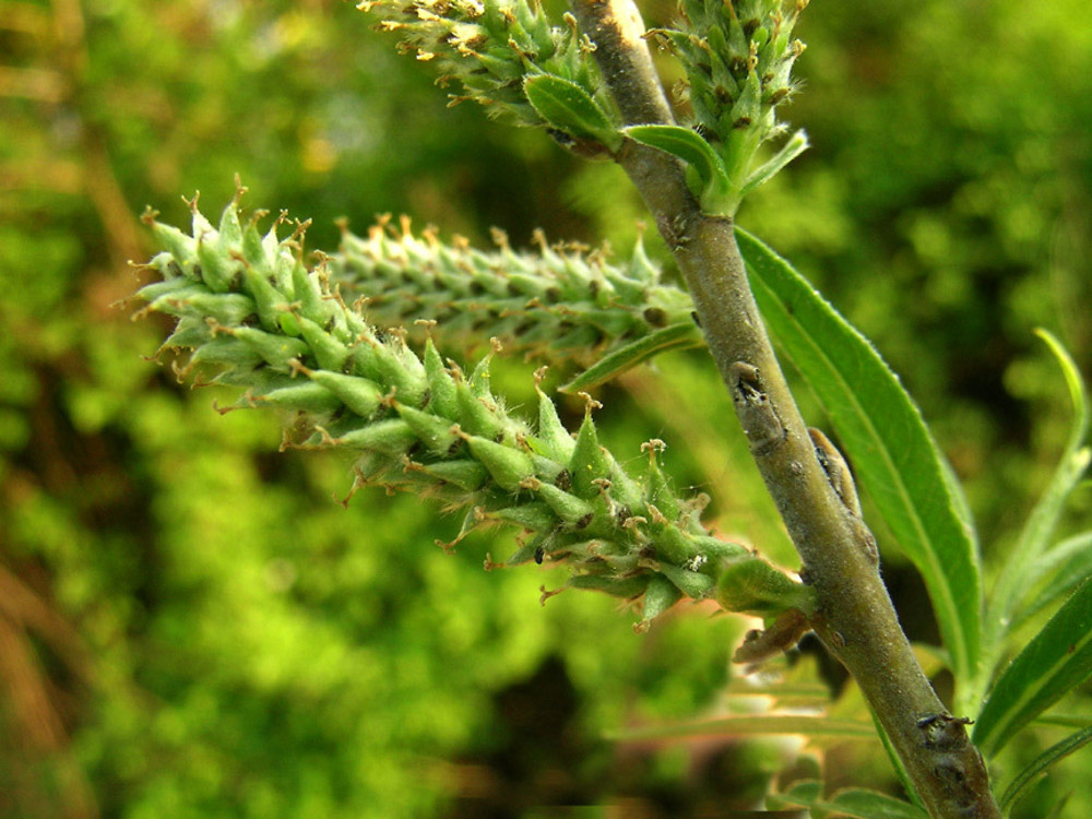 Salix Viminalis osier Willow Go Botany