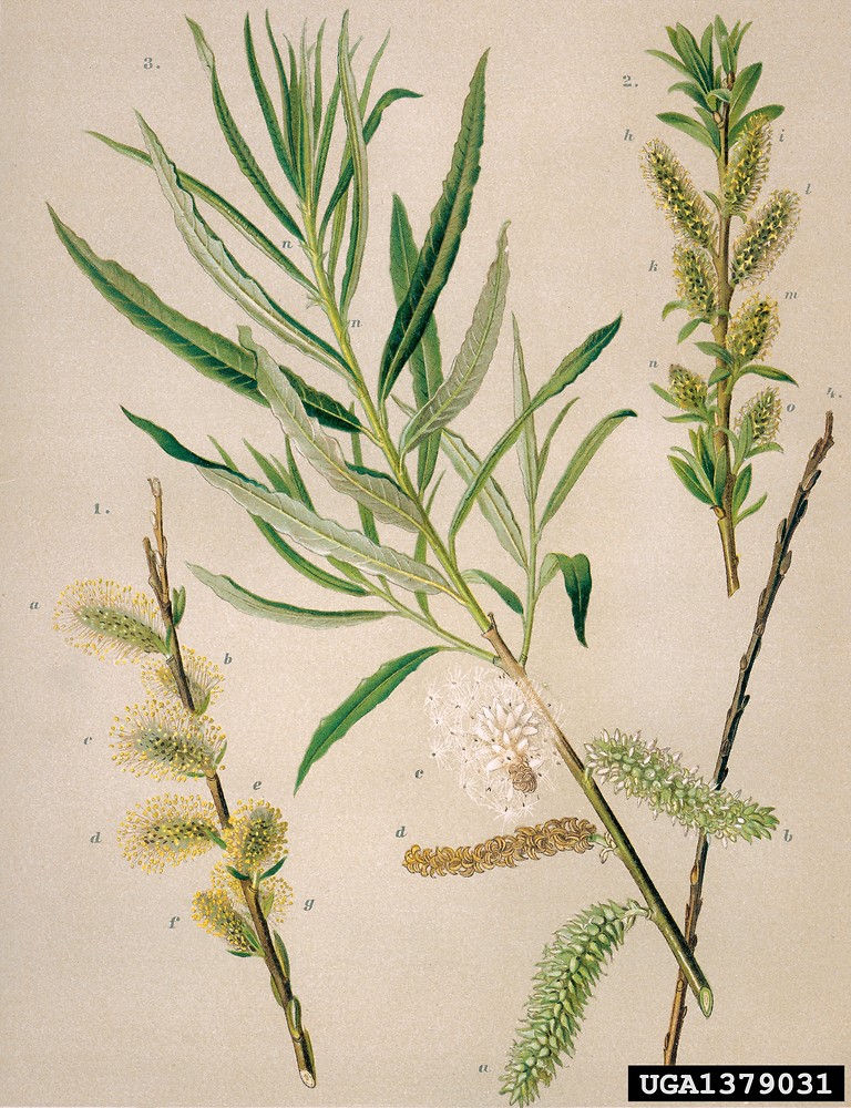 Salix Viminalis osier Willow Go Botany