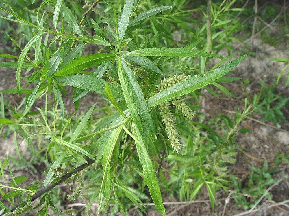 Salix Viminalis osier Willow Go Botany