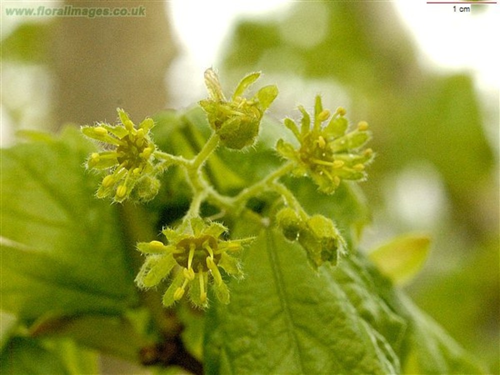 Acer Campestre hedge Maple Go Botany