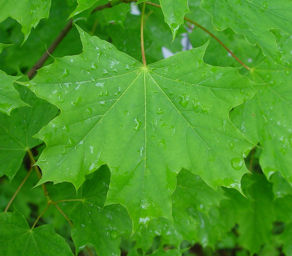 Acer Platanoides Norway Maple Go Botany