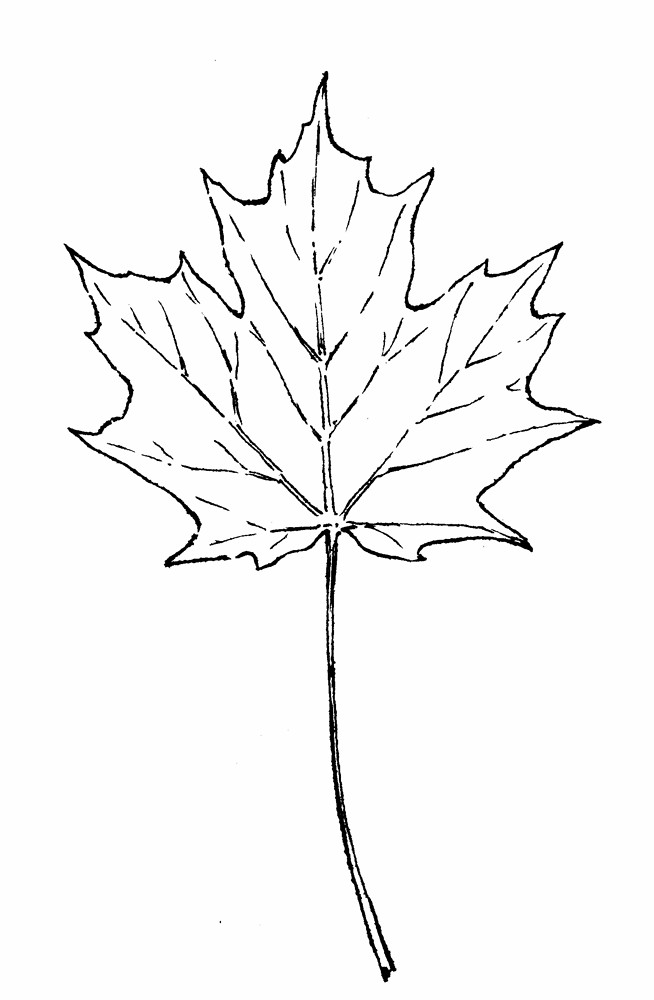 sugar maple tree drawing