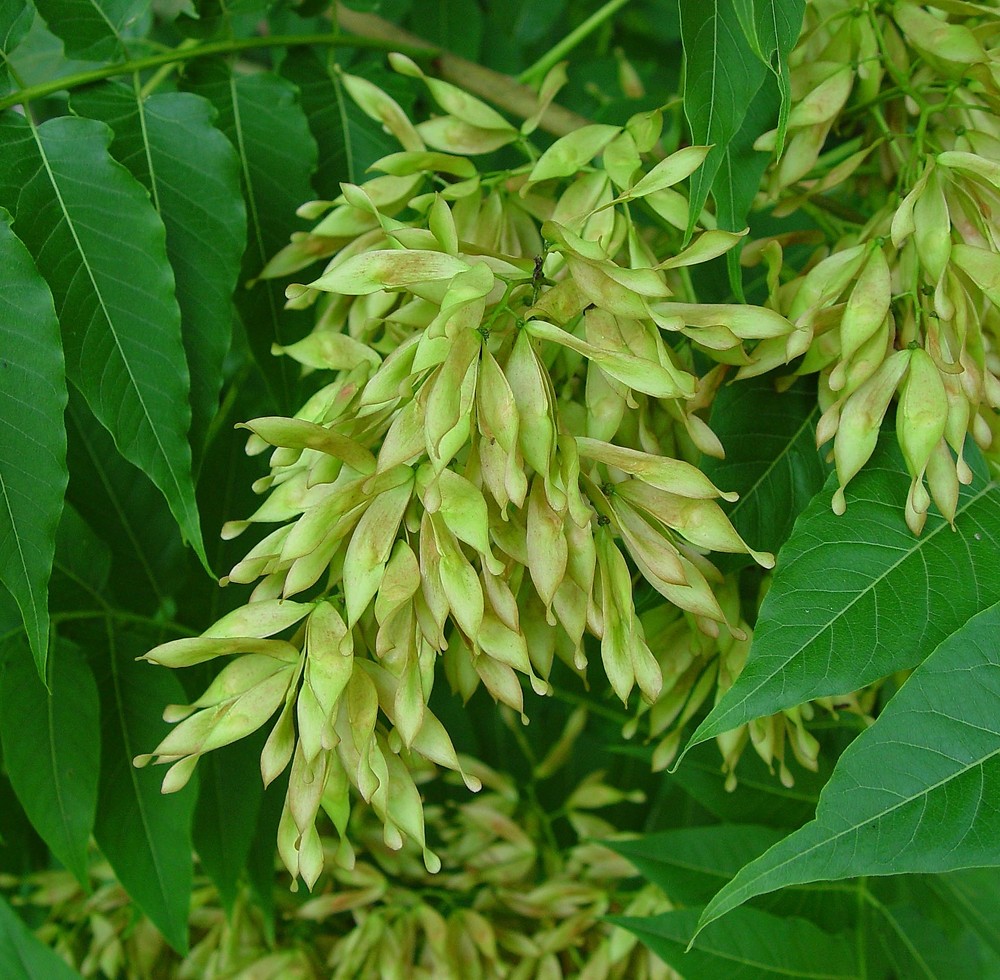 Ailanthus Altissima Rejets Ailanthus Altissima Faux Vernis Du Japon 