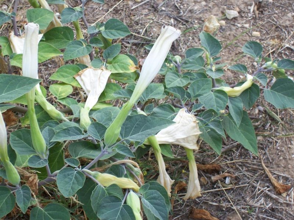 datura discolor