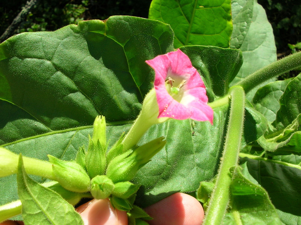 Табак Nicotiana tabacum