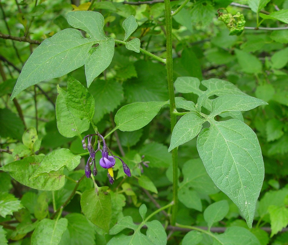 Solanum dulcamara (climbing nightshade): Go Botany