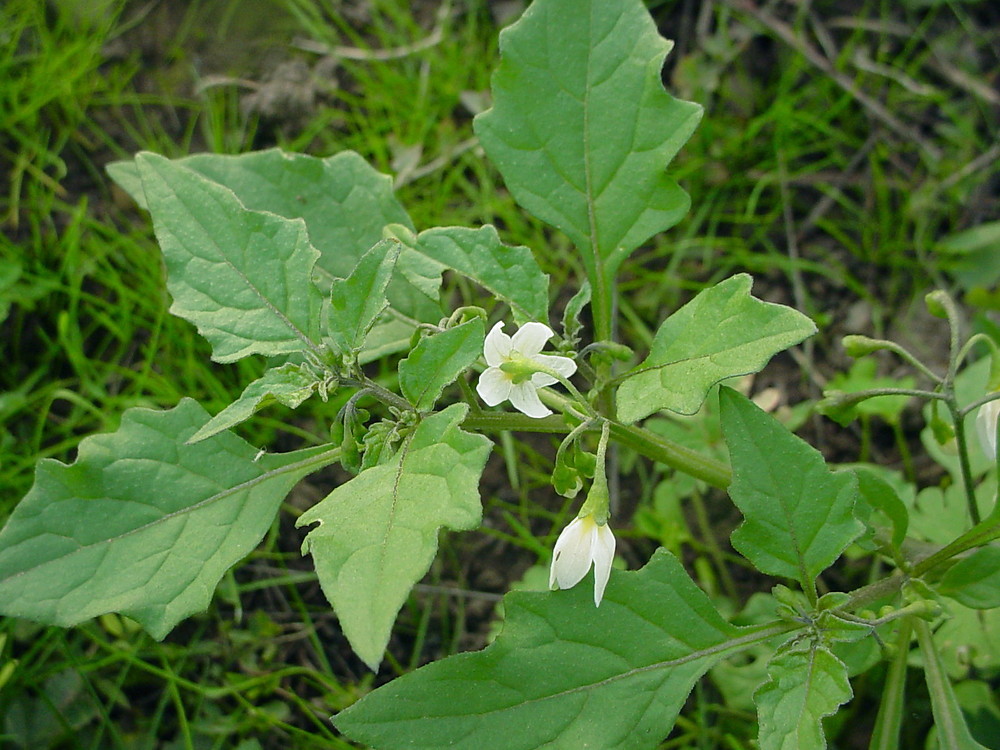 Black Nightshade Flower