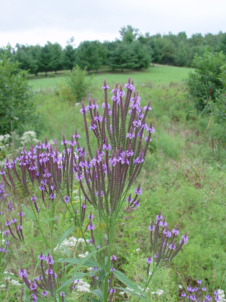 Verbena hastata (blue vervain) with bumblebee 2, Verbena ha…