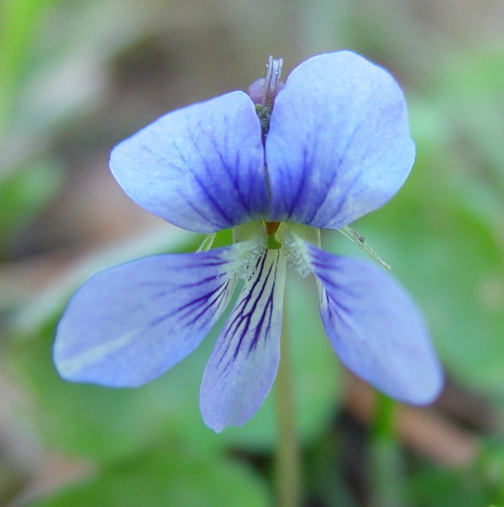 blue viola flower