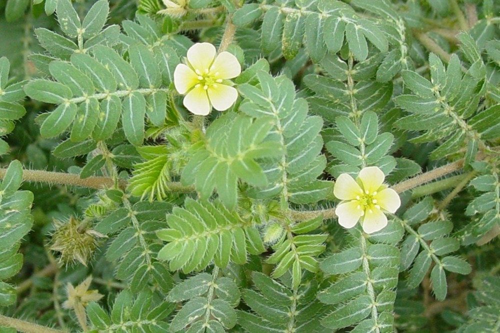 Tribulus Terrestris puncture vine Go Botany Tribulus Terrestris puncture vine Go Botany