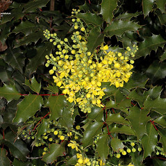 Flowers: Berberis aquifolium. ~ By Gerry Carr. ~ Copyright © 2025 Gerry Carr. ~ gdcarr[at]comcast.net ~ Oregon Flora Image Project - www.botany.hawaii.edu/faculty/carr/ofp/ofp_index.htm
