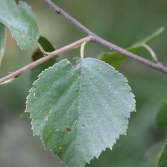 Betula Pubescens downy Birch Go Botany