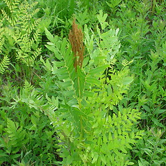 Plant form: Osmunda spectabilis. ~ By Arthur Haines. ~ Copyright © 2026 Arthur Haines. ~ arthur.d.haines[at]gmail.com
