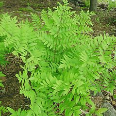 Plant form: Osmunda spectabilis. ~ By Glen Mittelhauser. ~ Copyright © 2026 Glen Mittelhauser. ~ www.mainenaturalhistory.org
