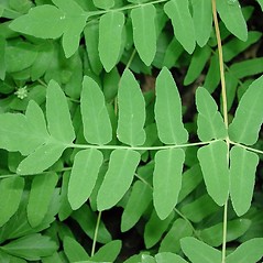 Detail of leaf and/or divisions: Osmunda spectabilis. ~ By Robbin Moran. ~ Copyright © 2026 Robbin Moran. ~ rmoran[at]nybg.org ~ Plant Systematics - www.plantsystematics.org/
