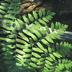 Leaf: Osmunda spectabilis. ~ By Marilee Lovit. ~ Copyright © 2026 Marilee Lovit. ~ lovitm[at]gmail.com
