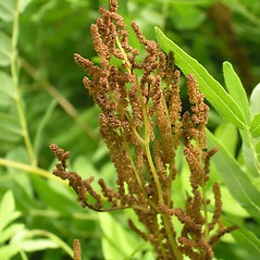 Sori: Osmunda spectabilis. ~ By Bruce Patterson. ~ Copyright © 2026 Bruce Patterson. ~ foxpatterson[at]comcast.net
