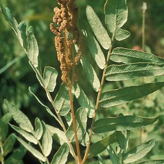 Sori: Osmunda spectabilis. ~ By Frank Bramley. ~ Copyright © 2026 New England Wild Flower Society. ~ Image Request, images[at]newenglandwild.org
